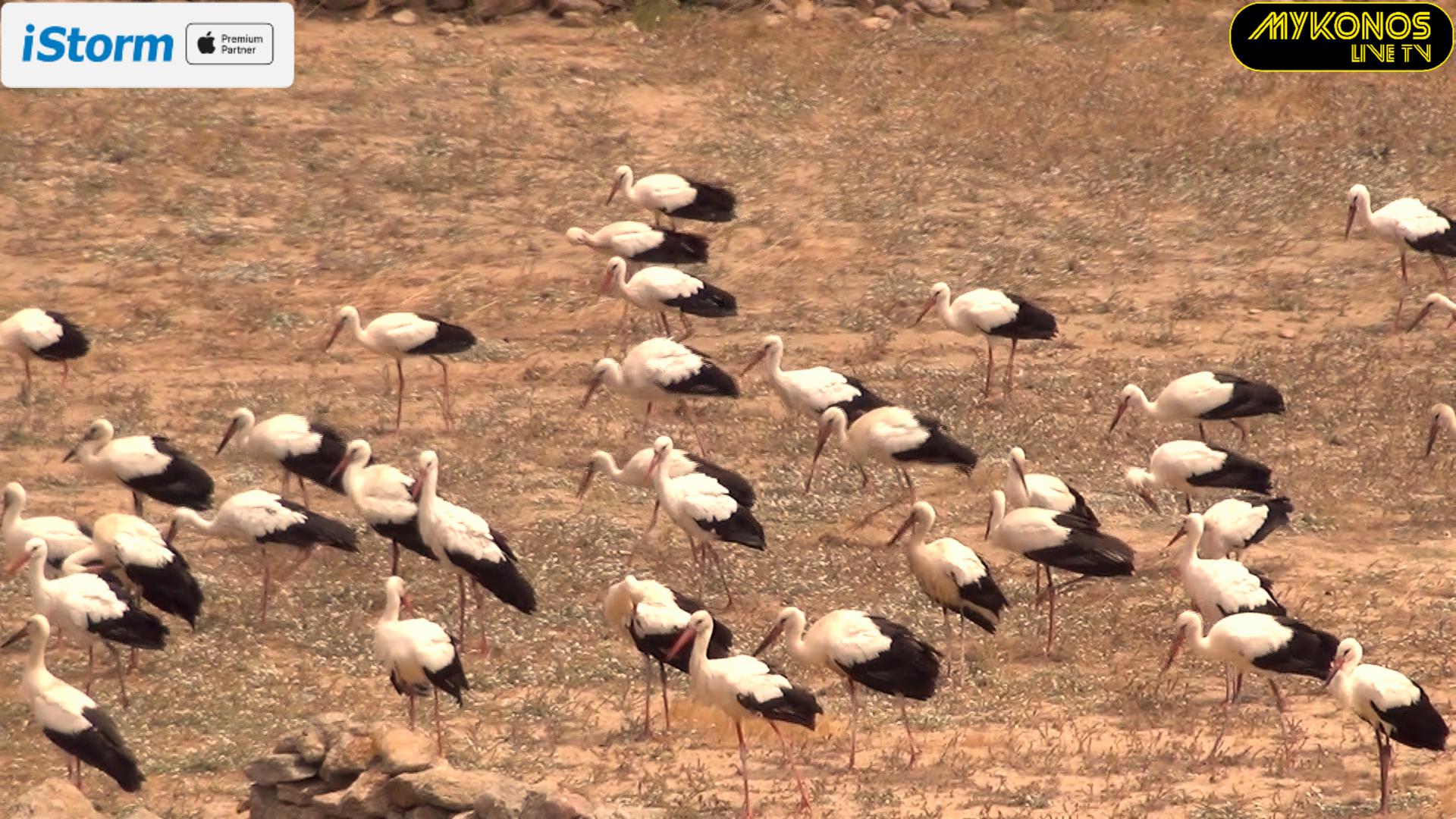 ΕΜΕΙΝΑΝ ΜΕ ΤΟ ΣΤΟΜΑ ΑΝΟΙΚΤΟ ΟΙ ΤΟΥΡΙΣΤΕΣ ΣΤΗΝ ΜΥΚΟΝΟ ΜΕ ΤΟ ΣΠΑΝΙΟ ΘΕΑΜΑ ΤΩΝ ΛΕΥΚΩΝ ΠΕΛΑΡΓΩΝ