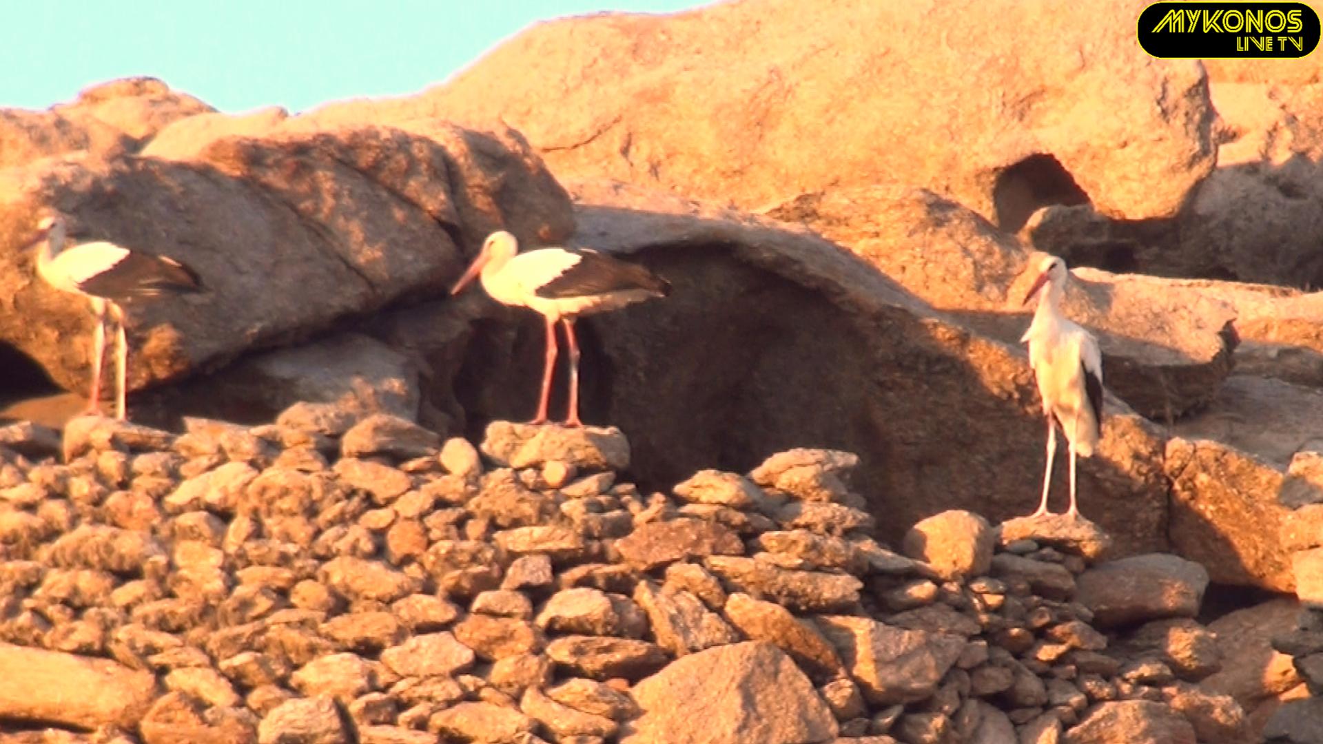 ΣΠΑΝΙΟ ΘΕΑΜΑ ΣΤΗΝ ΜΥΚΟΝΟ ΜΕ ΕΚΑΤΟΝΤΑΔΕΣ ΠΕΛΑΡΓΟΥΣ ΝΑ ΚΑΝΟΥΝ ΣΤΑΣΗ ΣΤΟ ΝΗΣΙ